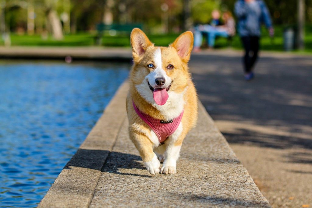 公園内を散歩する犬